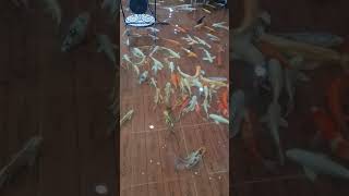 Maraming isda #shorts