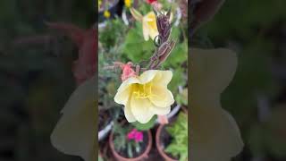 Yellow Evening Primrose blooming in Johnson City TN