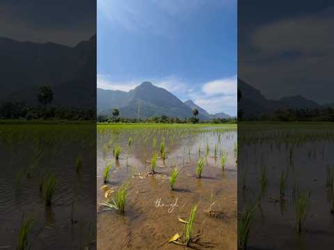 പാലക്കാട്‌🌴... #palakkad #godsowncountry #kerala