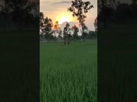 desh mere  ||short video  #short