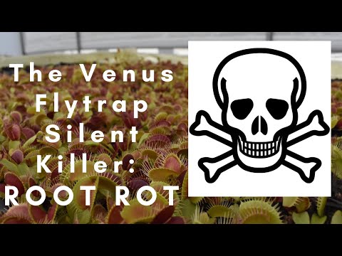 How to Save Your Venus Flytrap from Root Rot: Causes, Solutions, and Prevention