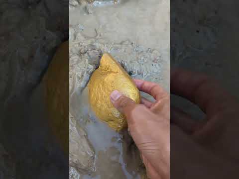 beautiful gold discovery #goldhunter #minergold