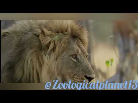 Facts about Lion|King of the jungle#lion#wildlife #animals#jungle