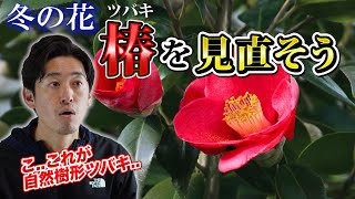 【自然樹形ツバキ】和モダンや雑木のお庭など現代のお庭にマッチする新しい椿のカタチ