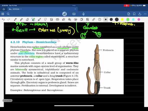 Hemichordate 💥NCERT 🔥 exam liners pyq covered