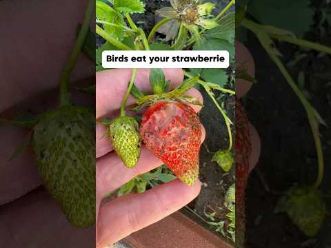 How to protect strawberries from birds🍓🐦‍⬛ #gardening #gardeningtips #strawberry #shorts #garden