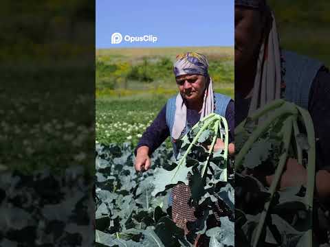 Azerbaijan Village Life  See How They Live! 🇦🇿
