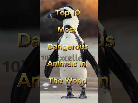 Top 10 Most dangerous Animals in the World 🌍 #top10 #viral #animals #deathrate #2023shorts #lions