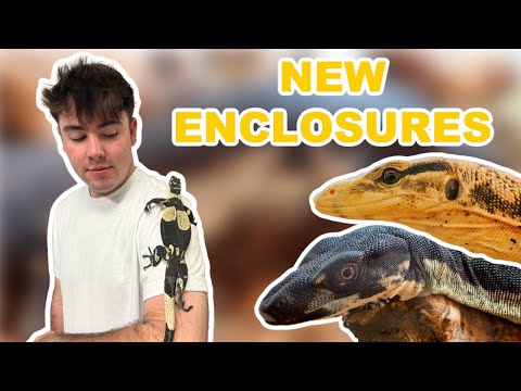 My Giant Monitor Lizards Get Brand *NEW* Enclosures! (DIY Enclosure Setup)