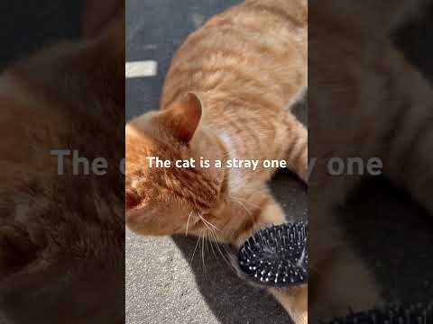 Is it a sin to adopt a stray #cat? The cat just walked to our backyard and never left. Not my fault