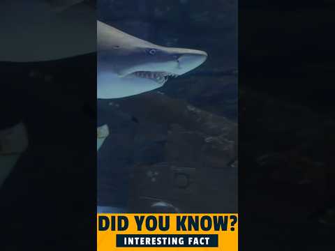 The Truth About Shark Teeth Did You Know They Never Stop Growing?