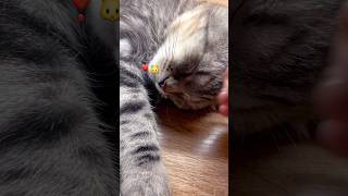 #kittty #cat #catlover #kittey #study #cute #studywithmecat #catstudymaterial #studywithcat #kitten