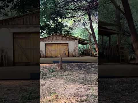 Big Anaconda chasing 5 #short #shorts #shortvideo #anacondasnake #snake #bigsnake @vikku films