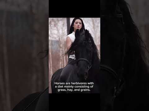 Horses 🐎 are majestic animals #pet #horseriding #horselover