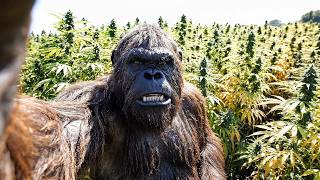 BIGFOOT VLOG 34 - BRO, I JUST FOUND JAMAICAN STASH FARM IN MY FOREST
