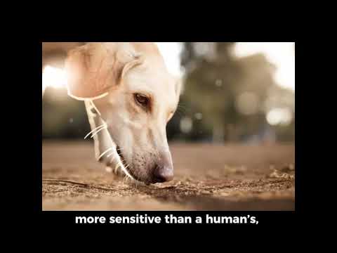 Amazing fact Dog you must know!! #dogfacts  #doglover
