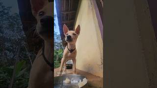 ചേമ്പ് പുഴുങ്ങിയത്