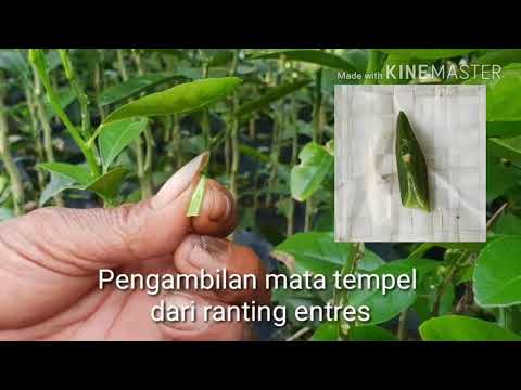 Okulasi Jeruk Siam Pontianak