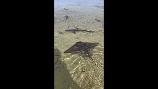 New sad sights across SA beaches as ocean crisis deepens