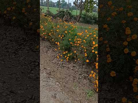#beautifulcouplestatusatsapp_status #sadstatus#sadsong #sadsongstatus #sad#naturevideo #naturestatus