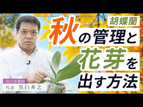 【胡蝶蘭】プロが解説！胡蝶蘭の秋の管理方法！