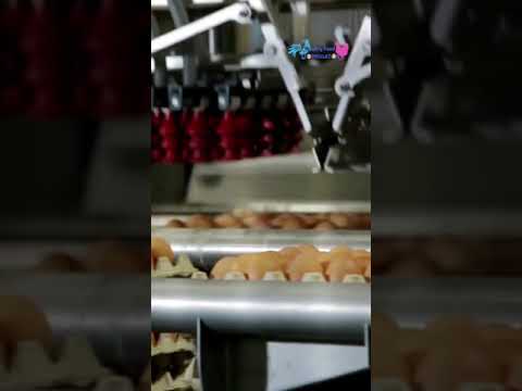 AMAZING LATEST EGG MACHINE