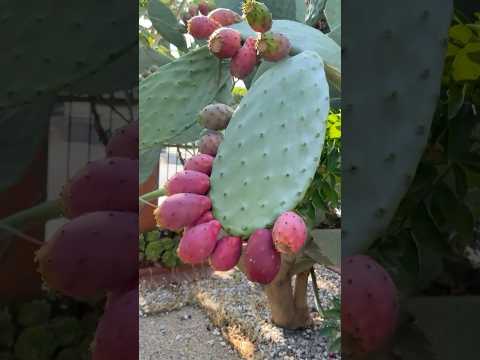 Delicious Mexican cactus fruit! #funfacts