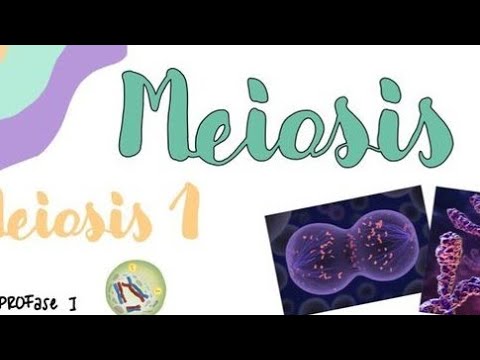 Meiosis Cell Cycle and Division #neet2023 #neet #biology #class12th #class11 #revision #one shot