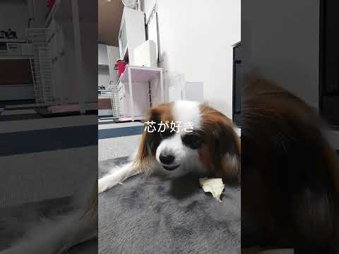 犬にキャベツはおやつになる～ #可愛い #パピヨン #犬のおやつ