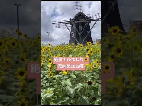 必見！ひまわり過ぎる、花の都ハウステンボス