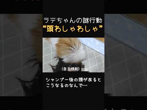 #116 人間の頭をわしゃわしゃするポメラニアン【ポメラニアン(ショート動画)】 #ポメラニアン