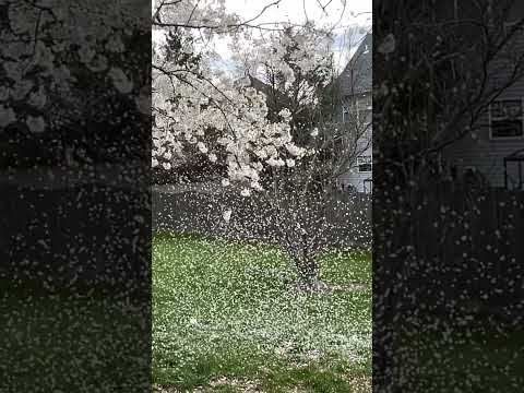 Spring is in the air #spring #cherryblossom