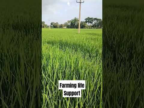 Farming life in India#farming #farminglifestyle #agriculture #farmerlife