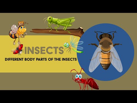 ICSE/SCIENCE/INSECTS?/BODY PARTS OF INSECTS