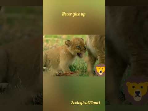 Never give up|lion king|ZoologicalPlanet#zoo #wild #animalkingdomclass11 #animals