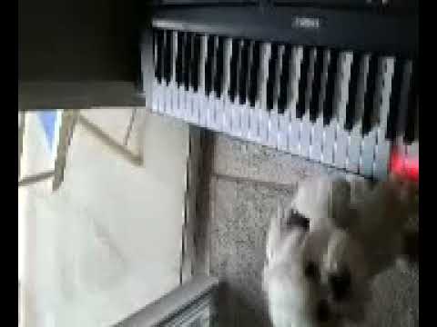 Super cute puppy playing piano!