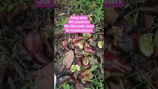 mga binhing Abocado#simplengbuhayprobinsya #buhayprobinsya #farmlife #farming