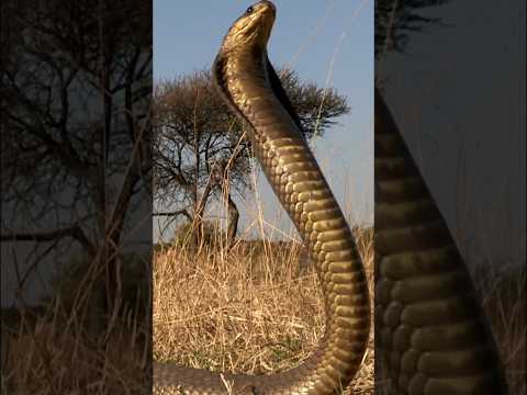 A desert cobra, deadly and unique.#shorts