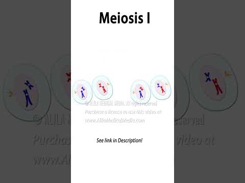 Meiosis Animation #science #medical #cellcycle #cellbiology #meiosis #celldivision #recombination