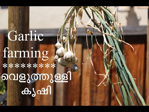 വെളുത്തുള്ളി കൃഷി/ Backyard Garlic farming - San Jose, California | USA Malayalam vlog
