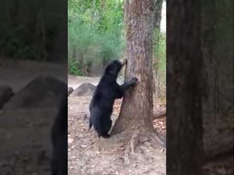 पेड़ के ऊपर चल रहे हैं भालू #wildlife #kanhatigerreserve #bear #animals #nature #cute #food #legpiec