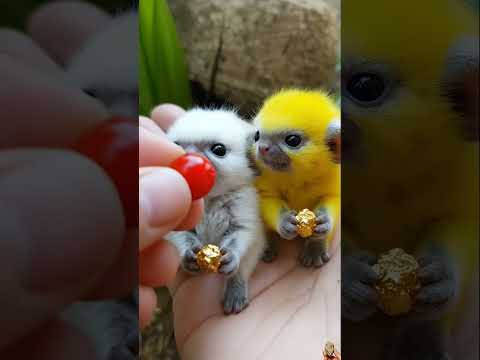 Cute Fluffy Babies Bring Gold!🪙😮  #golddiscovery e#goldhunting #gold #goldrush #goldnugget