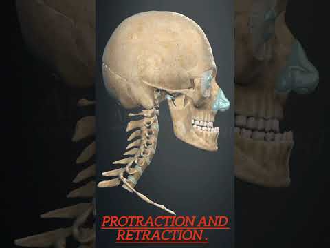 protraction and retraction of mandible #3d #viral #shorts #anatomy #medicosphere #movement #medical
