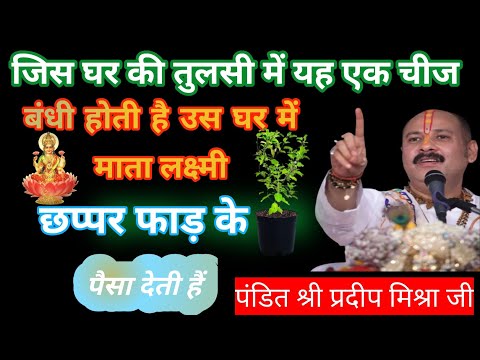 तुलसी के उपाय पंडित श्री प्रदीप मिश्रा जी || tulsi ke upay pandit pradeep mishra || #tulsi