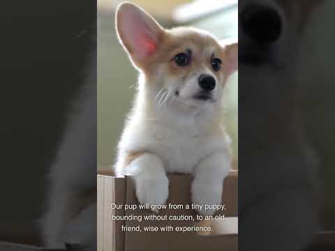 A Lifetime of Love in a Moment: The Dog's Tale