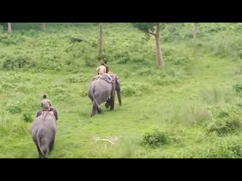 This is our dooars trip in jungle.Please, like, share,subscribe to our channel