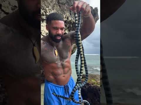Best caption wins 🐍 Bali banded sea snakes ‼️HIGHLY VENOMOUS ☠️‼️ (Please do not attempt to hold th