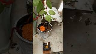 1नवम्बर देव उटनी एकादशी है #shortvideos #pradeepmishrajidhankeupay #bholenath #mahadev