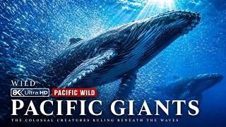 Giants of the Pacific | The Powerful Creatures That Dominate the Deep