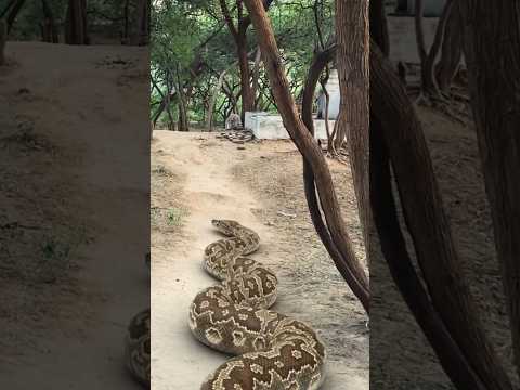 Anaconda snake chase #snake #shorts